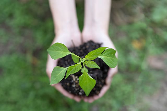 植物の苗を差し出す手