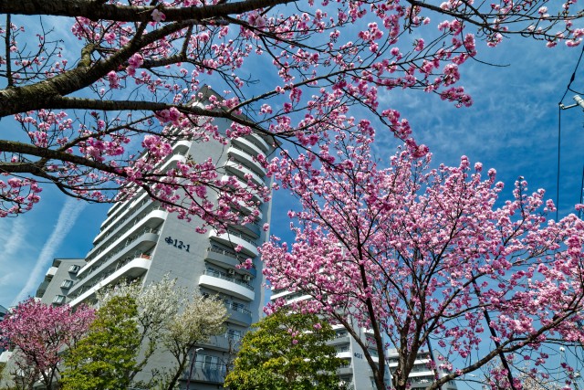 桜の咲く春に売り時を迎えたマンション