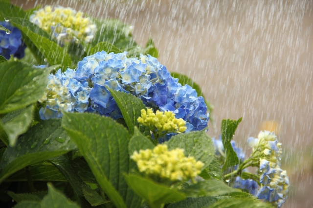 梅雨で降り続ける雨とあじさい