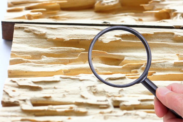 白アリに被害にあった木